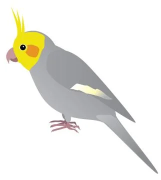 Cockatiel 스톡 일러스트