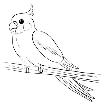 Cockatiel 스톡 일러스트