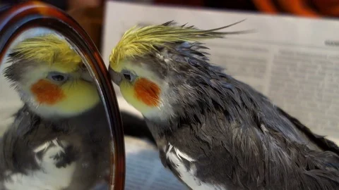 Cockatiel in the mirror Stock Footage 107307526