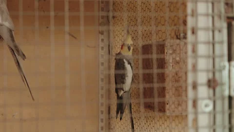 Cockatiel pair inside rustic wire birdcage indoors 스톡 동영상 319298156