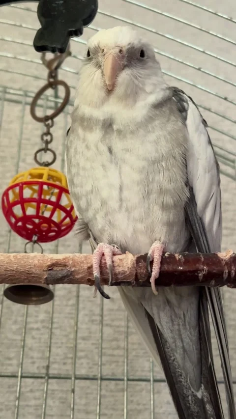 Cockatiel parrot sitting on branch inside cage Stock-Footage 334189227