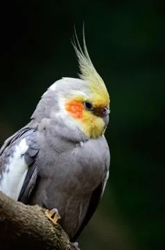Cockatiel Stock Photos
