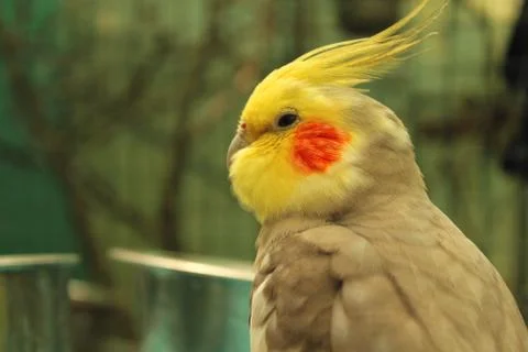 Cockatiel Foto stock