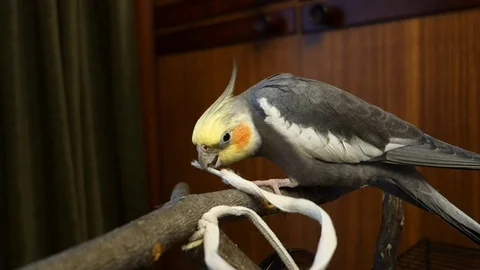 The cockatiel is played with a shoelace Stock Footage 123775936