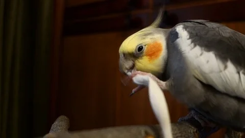 The cockatiel is played with a shoelace Stock Footage 123777893