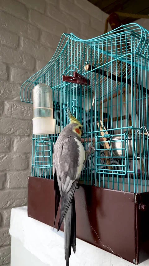 Cockatiel Training to Perch on Human Hand Stock Footage 320481855
