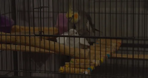 Cockatiels mating inside their cage after doing the mating dance Stock Footage 116966042