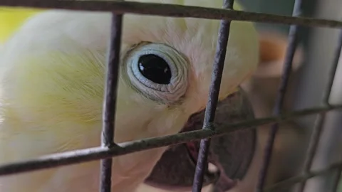 A cockatoo behind bars. Stock Footage 274441541
