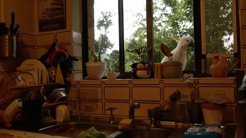 Cockatoo bird looking through a Sydney kitchen window 6K Stock Footage 308372553
