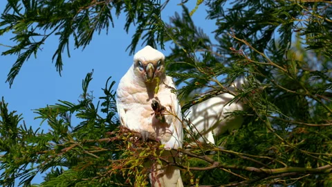 Cockatoo cockapoo parrot in a tree in Australia. Funny and lively white Stock Footage 229918455
