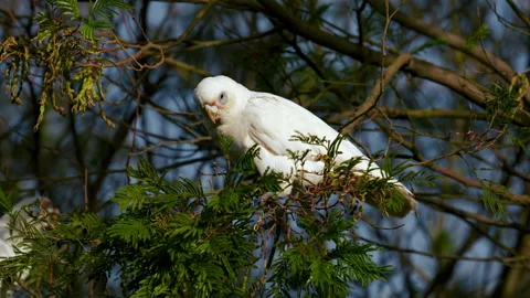 Cockatoo cockapoo white parrot in a tree in Australia. Funny and lively Stock Footage 229919194