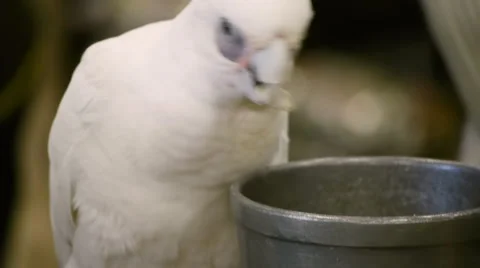 Cockatoo Eating  Stock Footage 1099187