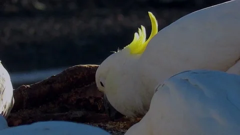 Cockatoo eats seeds on the edge of a road, filmed in slow motion. Видео 77284119
