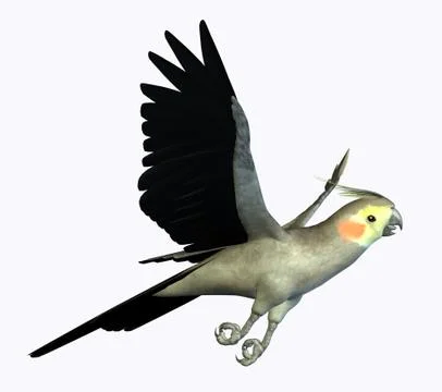 Cockatoo Flying Stock Illustration