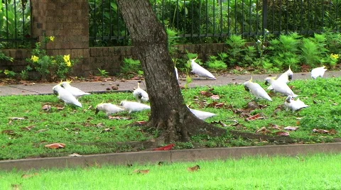 Cockatoo Stock Footage 647218