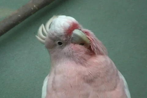 Cockatoo 動画素材 1063844