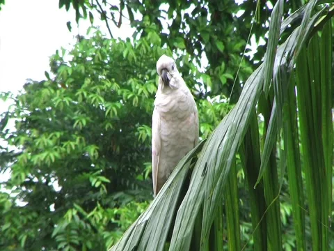 Cockatoo Stock Footage 3567615