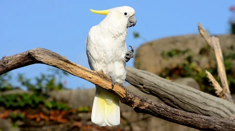 Cockatoo 스톡 동영상 33494781