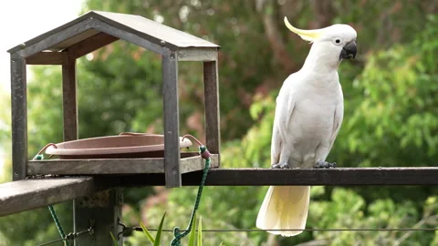 Cockatoo Stock Footage 297320891