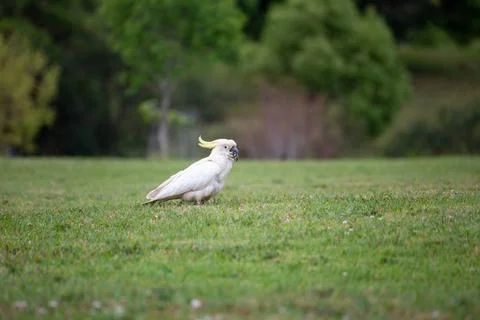 Cockatoo on Grass Isolated Foto stock