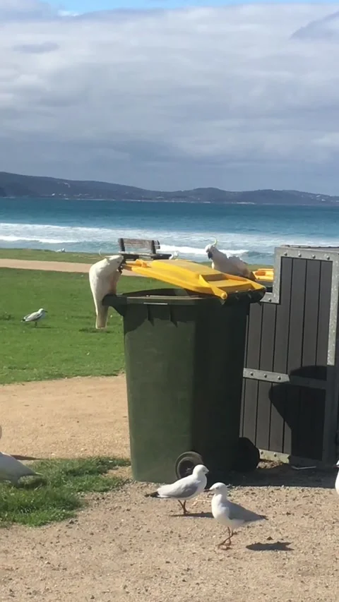 Cockatoo is a Master at Opening Garbage Cans, Lorne, Victoria, Australia - 25 Ma 動画素材 205172372