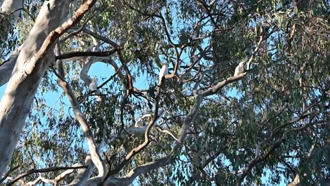 Cockatoo - Murray River Trees Stock Footage 331066060