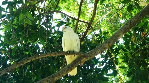 Cockatoo a native Australian bird in a tree 4k Stock Footage 101236333