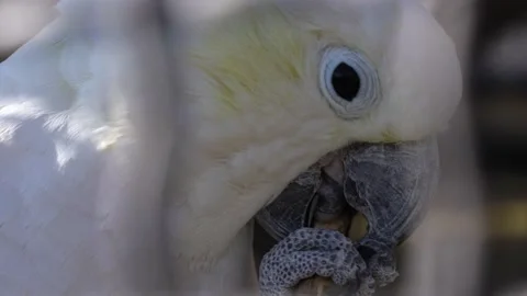 Cockatoo parrot  Stock Footage 234147540