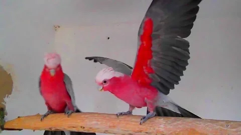 Cockatoo Parrots Stock Footage 207412435