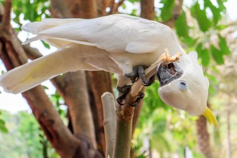 Cockatoo Stock Photos