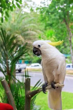 Cockatoo Stock Photos