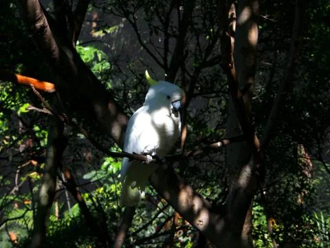 Cockatoo Stock Photos