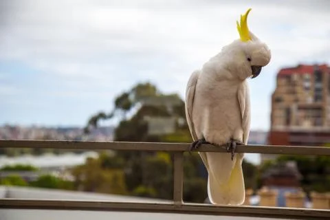 Cockatoo Stock Photos