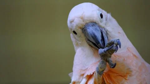 Cockatoo Stock Photos