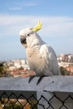 Cockatoo Фото