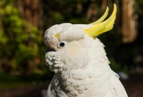 Cockatoo Stock Photos