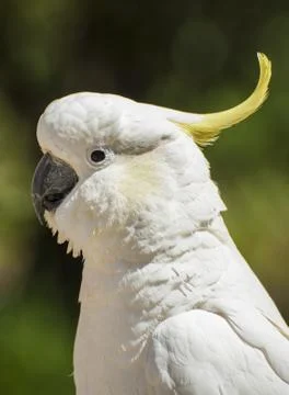 Cockatoo Foto stock