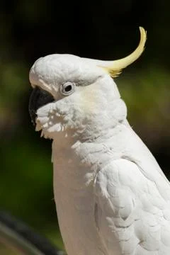 Cockatoo Foto stock