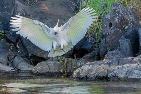 Cockatoo Stock Photos