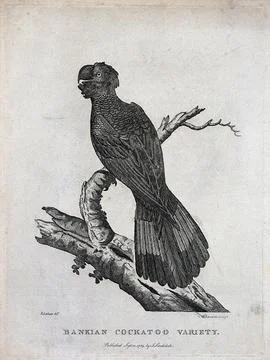 A cockatoo sitting on the branch of a tree. Etching by S. T. Edwards after .. Stock Illustration