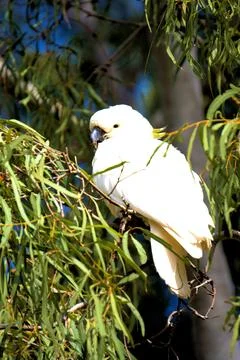 Cockatoo in tree with sad expression Stock Photos