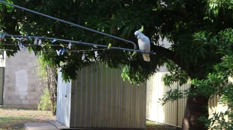 Cockatoo walking up clothesline Stock Footage