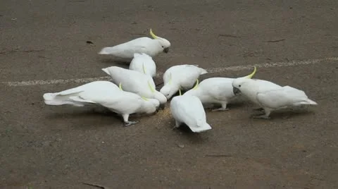 Cockatoos fighting Stock Footage 11320851