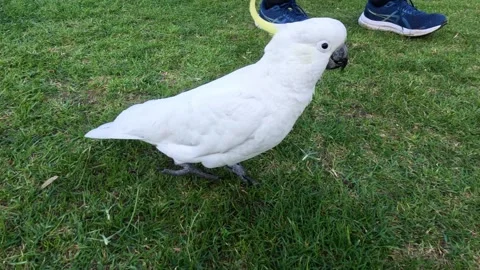 Cockatoos Interacting on Grass Stock Footage 296789654