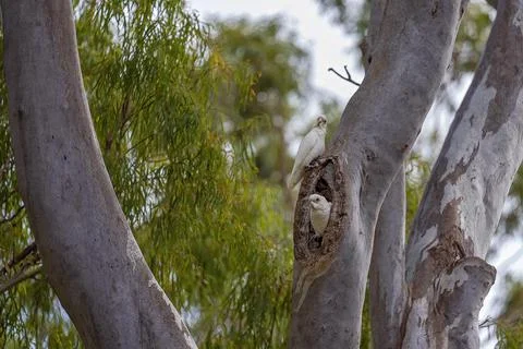 Cockatoos Nesting On A Tree Trunk Stock Photos