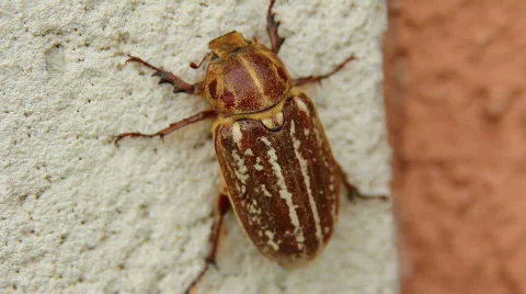 Cockchafer 01 Video stock 796544