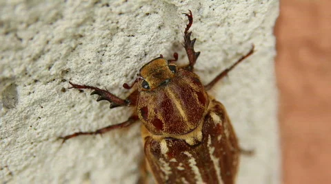 Cockchafer 02 Video stock 796588