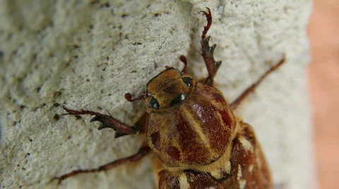 Cockchafer 03 Video stock 796591