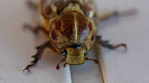 Cockchafer 04 Video stock 796595