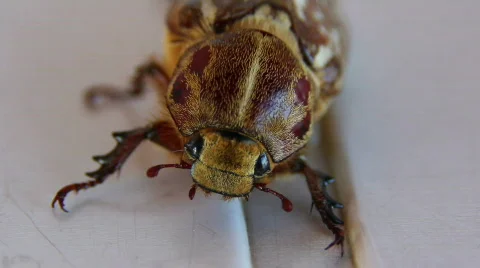 Cockchafer 05 Stock Footage 796600